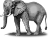 Detailed Elephant Art Clip Art